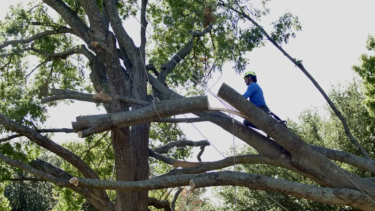 Professional Crown Thinning performed by certified arborists in Moulton