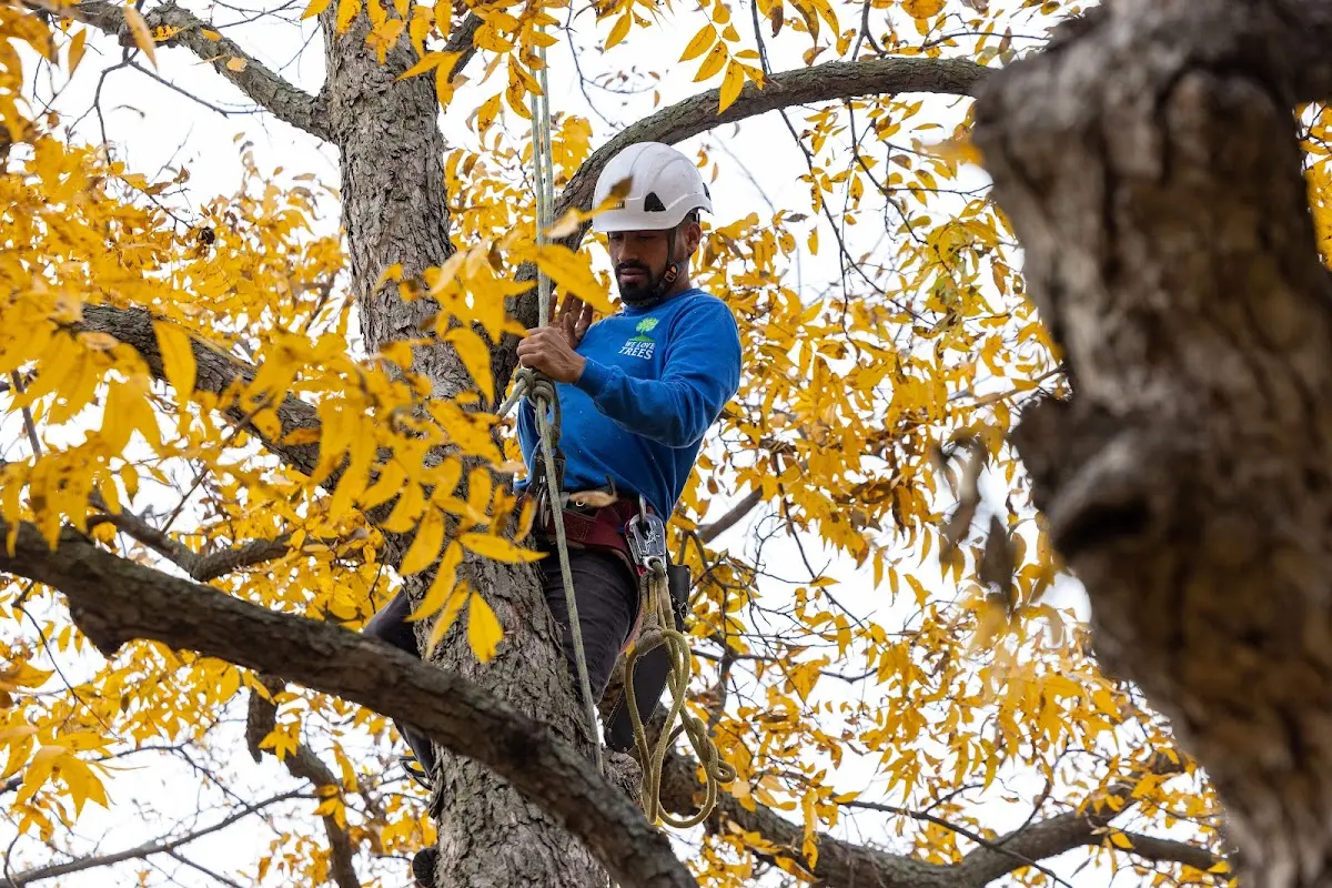 Skilled Tree Trimming crew working in Moulton